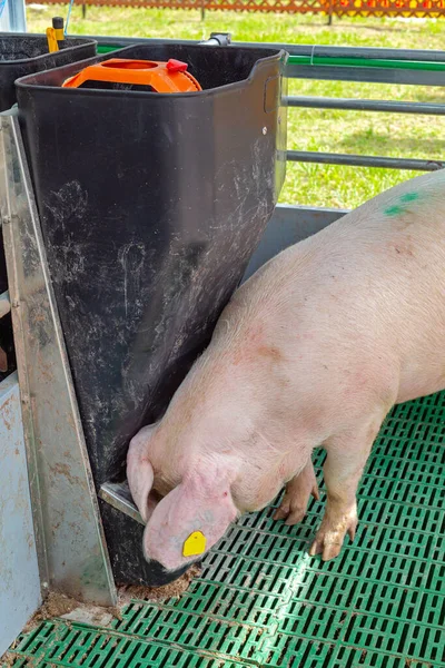 Automatic Pig Feeder Device Modern Animal Farm — Stock Photo, Image