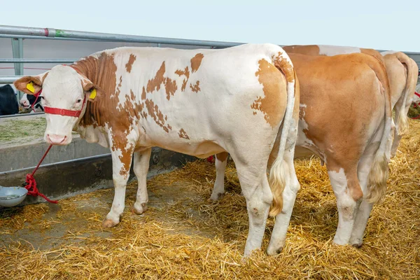 牛の農場で納屋の大きな酪農牛 — ストック写真