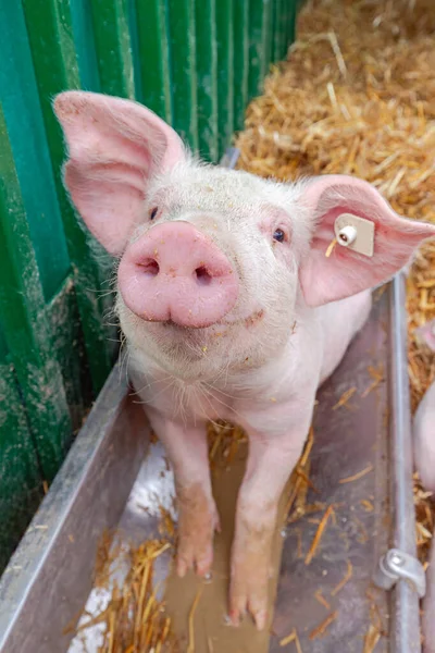 Niedliche Schweineschnauze Nahaufnahme Tierfarm Thema — Stockfoto