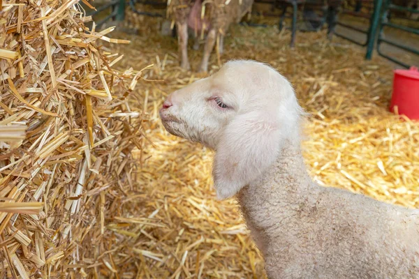 Koyun Çiftliğinde Bir Küçük Yeni Doğmuş Kuzu — Stok fotoğraf