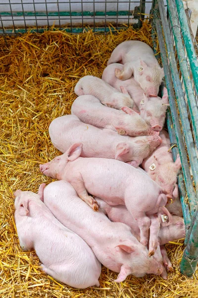 Ferkel Halten Zusammen Und Schlafen Gehege Auf Tierfarm — Stockfoto
