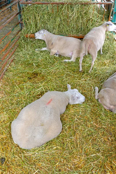 Ciężarne Owce Ewe Kładąc Się Farmie — Zdjęcie stockowe