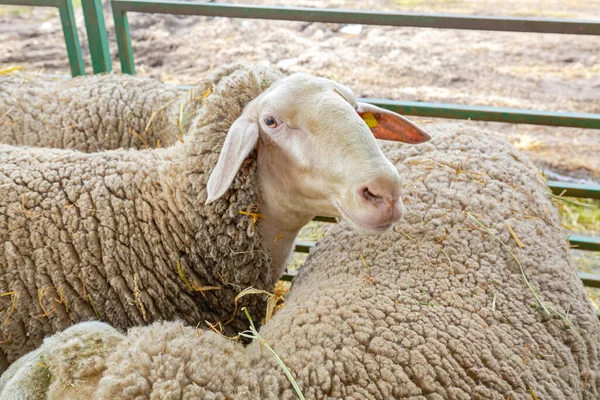 动物饲养场圈养的一群羊 — 图库照片