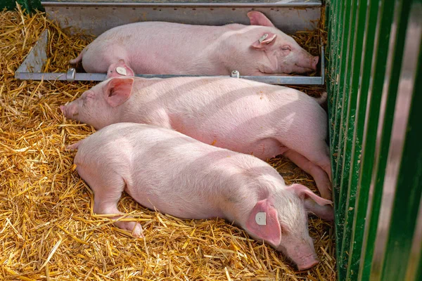 Three Little Piglets Sleeping Animal Farm — Stock Photo, Image