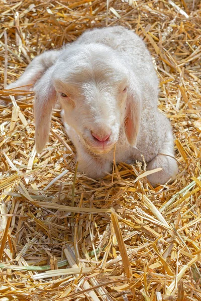 一头新生的小羊躺在羊场 — 图库照片