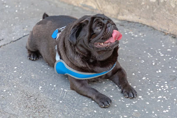 Negro Pug Perro Acostado Abajo Con Lengua Colgando Fuera —  Fotos de Stock