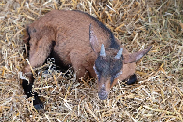 Jedna Hnědá Koza Ležící Slámě Farmě Zvířat — Stock fotografie