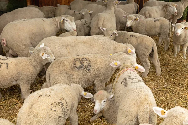 Stado Owiec Zagrodzie Gospodarstwie Pochodzenia Zwierzęcego — Zdjęcie stockowe