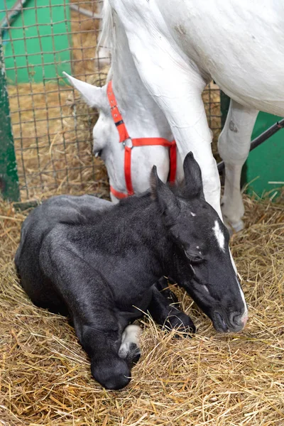 安定して白いダムと小さな新生児の黒い馬 — ストック写真