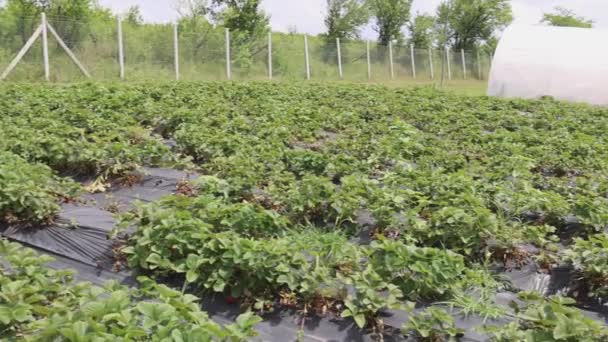 Folhas Perfuradas Morango Crescendo Fileiras Produção Frutas Farm Panorama — Vídeo de Stock