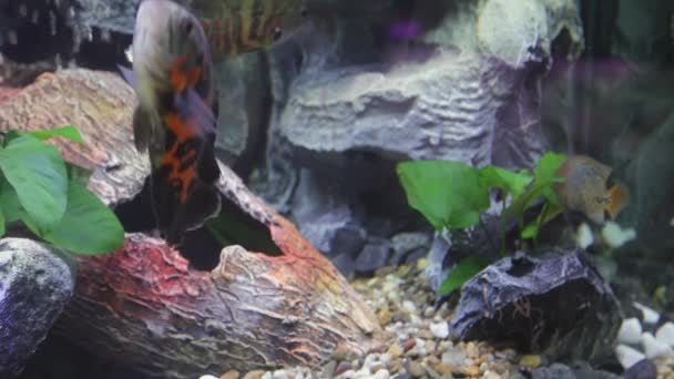 Akvaryumdaki Çeşitli Küçük Balıklar Taş Taşlı Tankı — Stok video