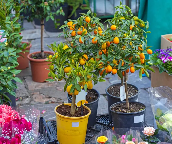 Citrusové Ovoce Kumquat Pomeranče Citrónové Rostliny Hrncích Zahradním Centru — Stock fotografie