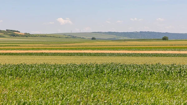 Milho Milho Campos Verdes Ensolarada Primavera Europa Vojvodina — Fotografia de Stock