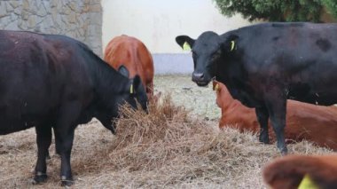 Sığır Çiftliği Hayvan Temasında Saman Yiyen İnekler Sürüsü