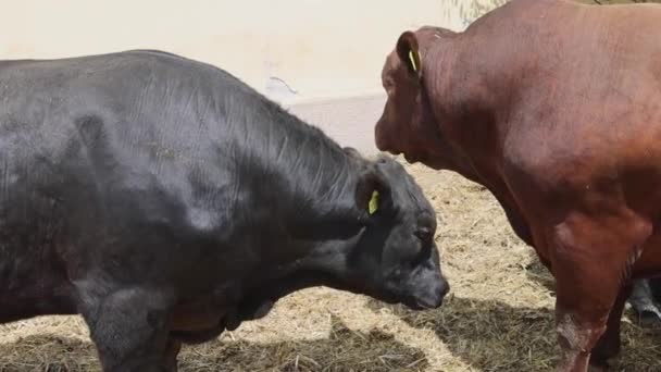 Dwa Duże Byki Konfrontacji Farmie Zwierząt Hot Summer Day — Wideo stockowe