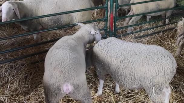 Muitas Ovelhas Cerco Criação Animais Pecuária — Vídeo de Stock