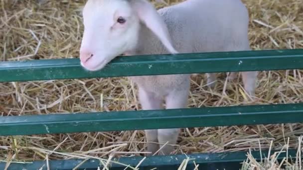 Newborn Young Lamb Enclosure Animal Farm — Stock Video