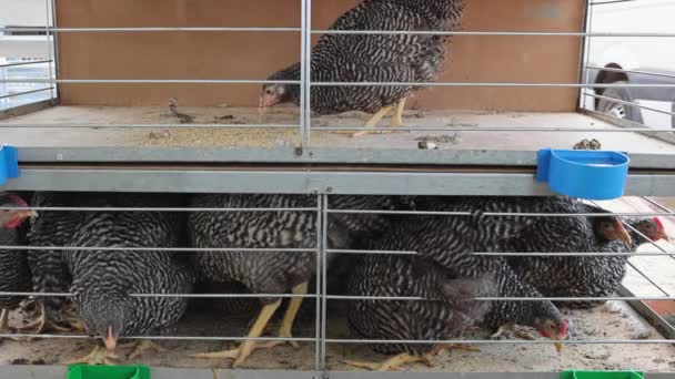 One Alone Chicken Bird Top Crowded Cage Ketidaksetaraan — Stok Video