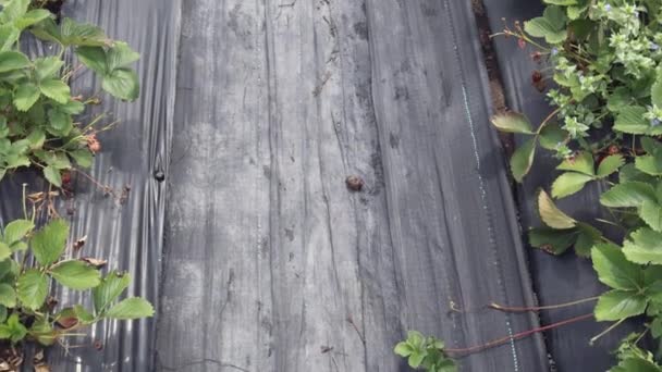 ローズフルーツ生産農場の傾斜で成長する穴があいたホイルストロベリー — ストック動画