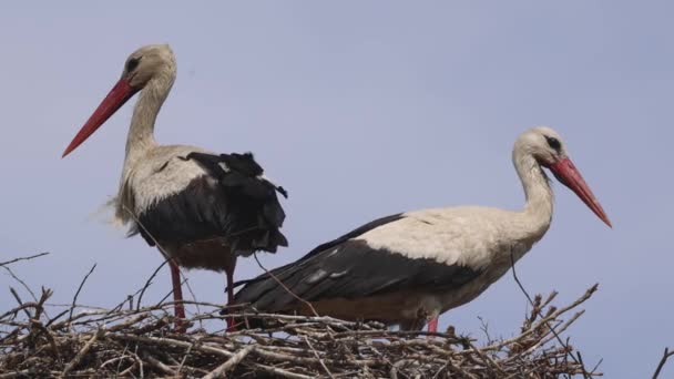 欧洲白鹤在鸟巢自然动物主题中的配对 — 图库视频影像