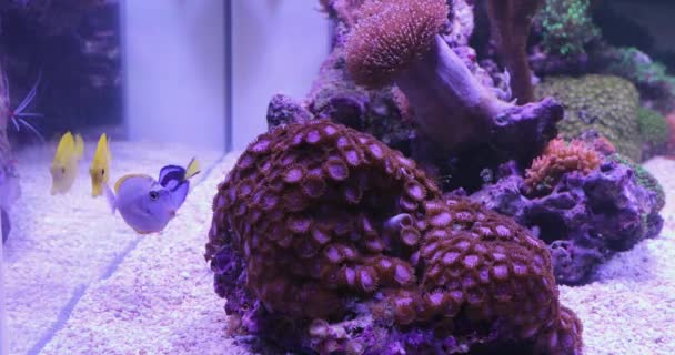 Big Fish Tank Acquario Coral Reef Natura Subacquea — Video Stock