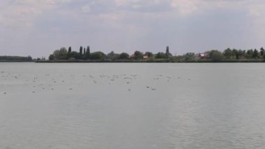 Paliç, Sırbistan - 01 Ağustos 2022: Palic Gölü 'nde Sakin Su Sıcak Yaz Günü Voyvodina Seyahati.