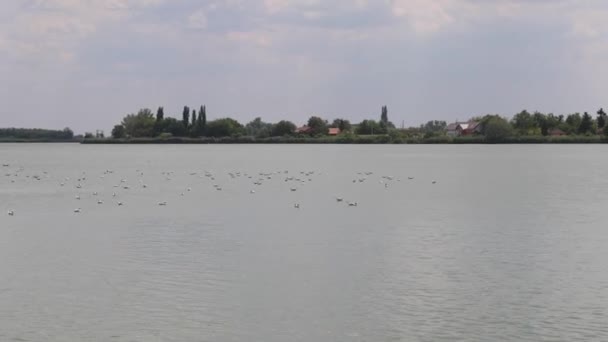 Palic Serbien August 2022 Rolig Vand Ved Søen Palic Hot – Stock-video