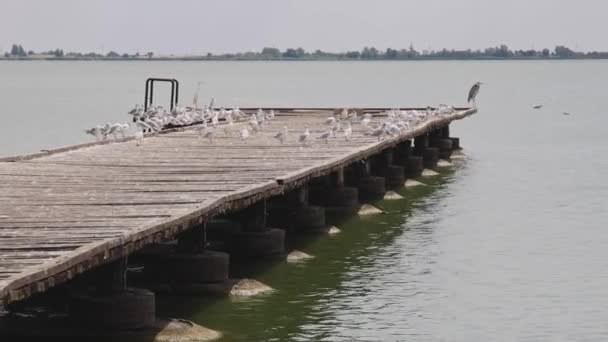 Rıhtım Palic Gölü Ndeki Palic Doğa Parkı Ndaki Martı Kuşlarıyla — Stok video