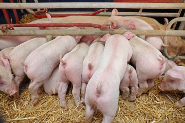 Kalem Modern domuz çiftliğinde Farrowing içinde Pigglets sütlü ekmek