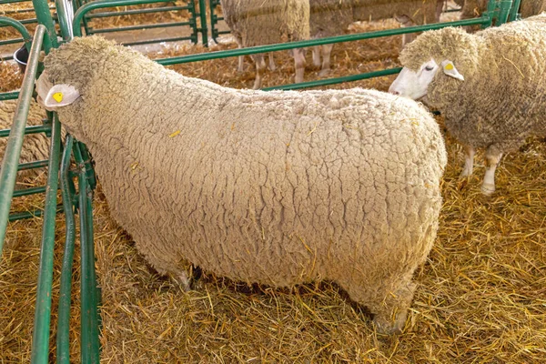Big Sheep in Pen at Animal Farm Agriculture