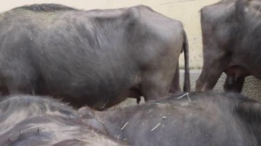 Ev Suyu Bufalo Sürüsü Hayvan Çiftliği Hayvancılık Tavası