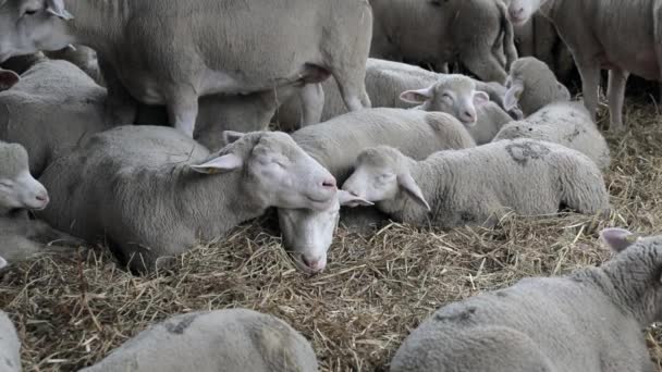 Får Lægning Ned Kabinet Pen Animal Farm Pan Stock-video