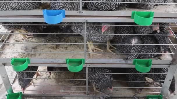 Tömeges Csirkék Ketrecekben Multi Level Poultry Farming Zoom Videóklipek