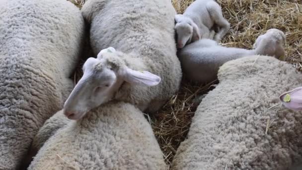 Får Lægning Kabinet Animal Farm Pan – Stock-video