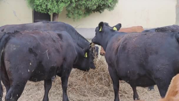 Kvægbesætning Køer Der Spiser Kvægbrug Tema Stock-optagelser