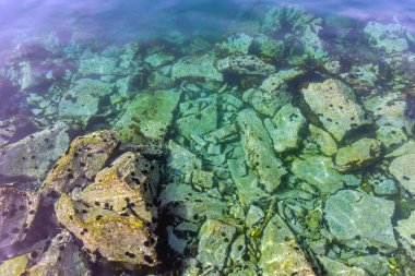 Deniz tabanındaki birçok deniz kestanesi sudaki tehlikeyi taşır