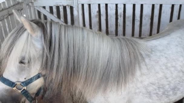 White Pony Horse Stable Animal Farm — Stock Video
