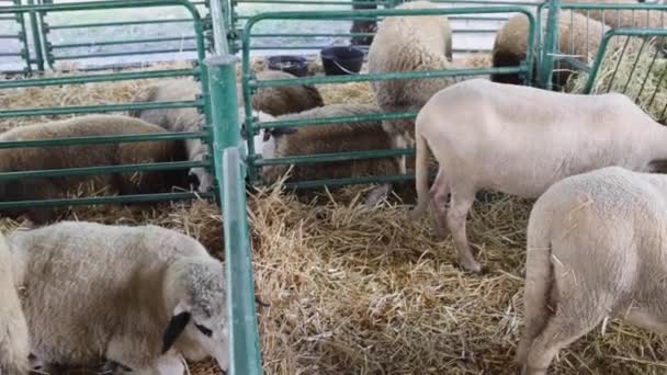 Mange Får Pen Kabinet Animal Farm Pan Royaltyfrie stock-optagelser