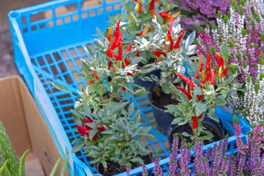 Crate Farmers 'ta Acılı Biber Bitkileri Saksısı