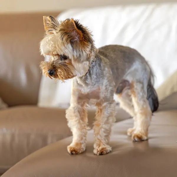 Yorkie Pet Dog Puppy Yorkshire Terrier Standing Sofa Ліцензійні Стокові Зображення