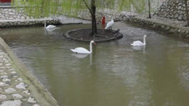 Birkaç Beyaz Kuğu Küçük Ada ile Su Havuzu 'nda Kuşlar