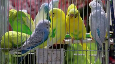 Renkli Papağanlar Kafesteki Kuşlar