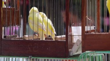 Birçok Renkli Papağan Sokak Marketi Panorama 'da Kafesteki Kuşlar