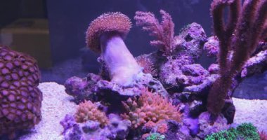 Akvaryum Mercan Resifi Sualtı Balık Tankı Dekorasyonu