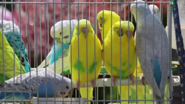 Birçok Renkli Papağan Kafes Hayvanat Bahçesinde Kuşlar