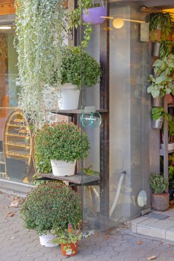 Çiçekçi Dükkanı 'ndaki saksılarda buğday ve lavanta.