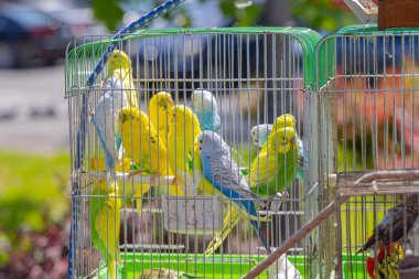 Birçok Renkli Papağan Kafes Hayvanat Bahçesinde Kuşlar