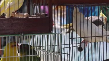 Birçok Renkli Papağan Budgerigar Kuşları Sokak Marketi Evcil Hayvan Dükkanı Panorama 'da Kafeslerde