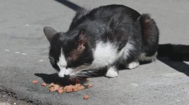 Sokak Kedisi Sokakta Sos Yiyen Granulated Yemekler