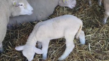 Yeni Doğmuş Kuzu Çiftlikte Koyun Koyunlarını Kandırıyor